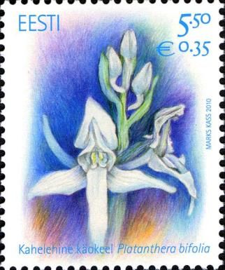 Lesser Butterfly Orchid (Platanthera bifolia)