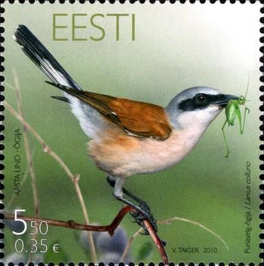 Red-backed Shrike (Lanius collurio)
