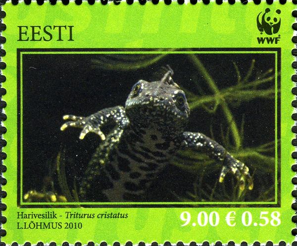 Northern Crested Newt (Triturus cristatus)
