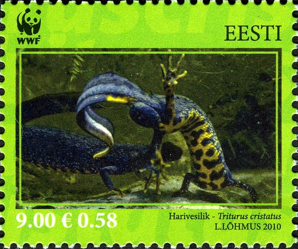 Northern Crested Newt (Triturus cristatus)
