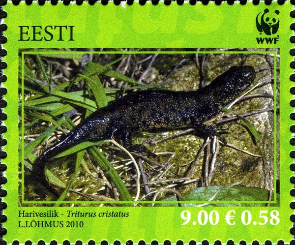 Northern Crested Newt (Triturus cristatus)
