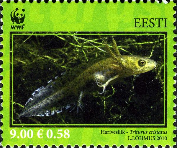 Northern Crested Newt (Triturus cristatus)
