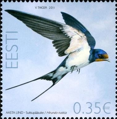 Barn Swallow (Hirundo rustica)