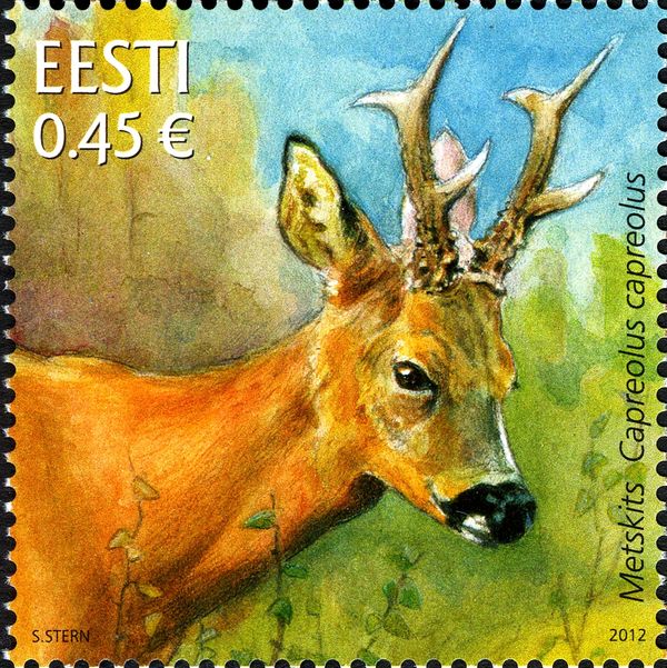 Western Roe Deer (Capreolus capreolus)