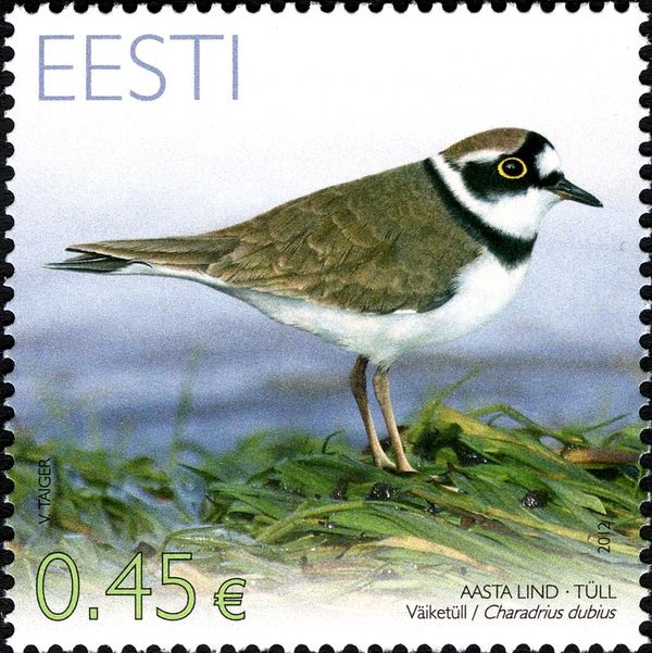 Little Ringed Plover (Charadrius dubius)