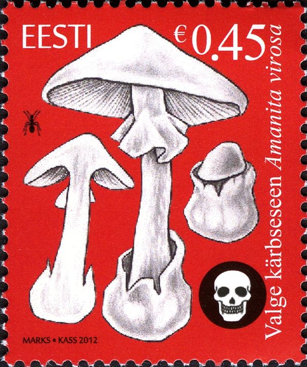 European Destroying Angel (Amanita virosa)