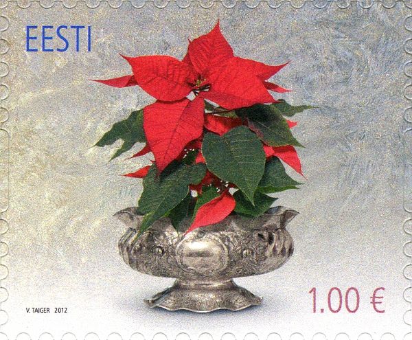 Christmas 2012 - Poinsettia
