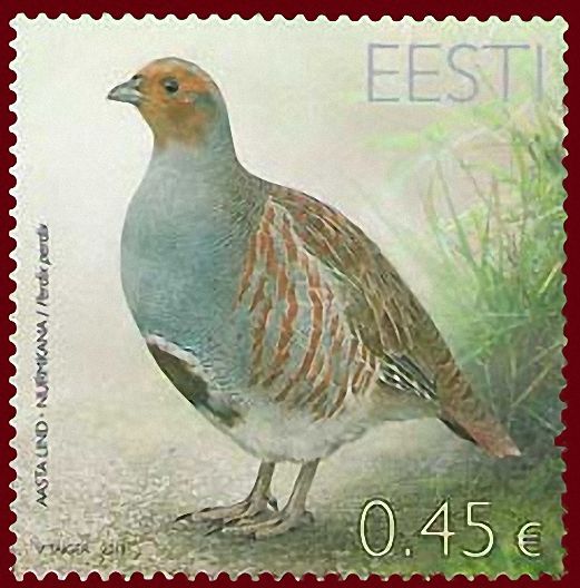 Gray Partridge (Perdix perdix)