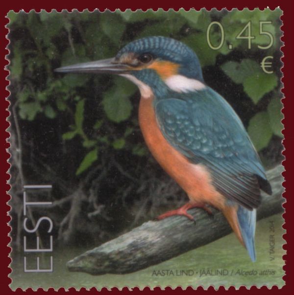 Common Kingfisher (Alcedo atthis)