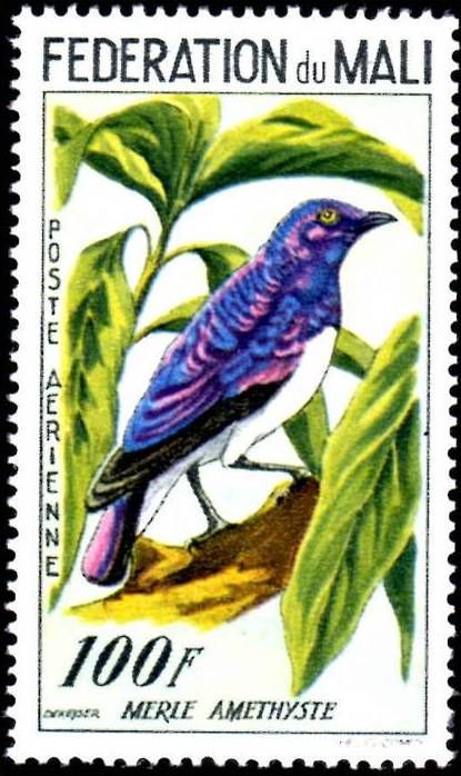 Violet-backed Starling (Cinnyricinclus leucogaster)