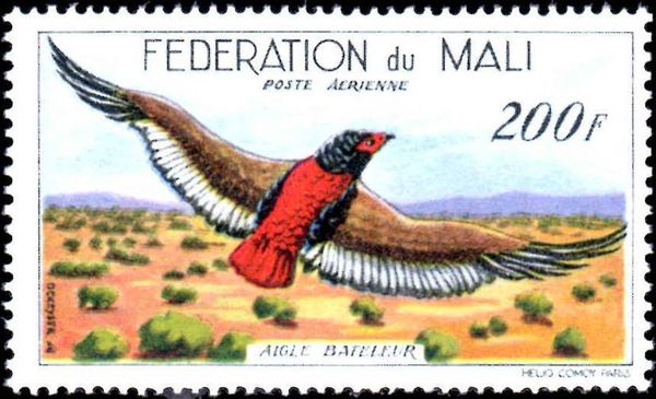 Bateleur Eagle (Terathopius ecaudatus)