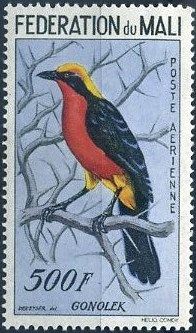 Yellow-crowned Gonolek (Laniarius barbarus)