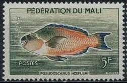 Guinean Parrotfish (Pseudoscarus hoefleri)