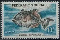 Grey Triggerfish (Balistes forcipatus)
