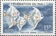 African Moony (Psettus sebae)