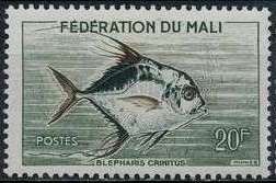 African Pompano (Blepharis crinitus)