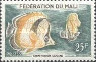 Three-banded Butterflyfish (Chaetodon luciae)