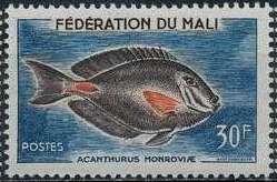 Monrovia Surgeonfish (Acanthurus monroviae)