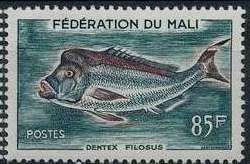 Pink Dentex (Dentex filosus)