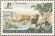 Cattle Herd (Bos primigenius taurus)
