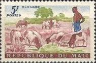 Shepherd, Sheep (Ovis ammon aries), Cattle