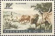 Cattle Herd (Bos primigenius taurus)