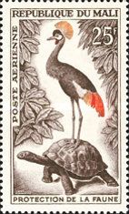Grey crowned crane (Balearica regulorum), Turtle (Testudinid