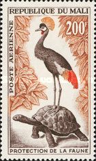 Black Crowned Crane (Balearica pavonina), Turtle (Testudinid