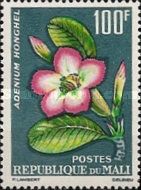 Adenium honghel