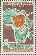 Migratory Locust (Locusta migratoria) Head, Map of Africa