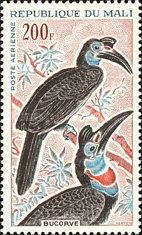 Abyssinian Ground Hornbill (Bucorvus abyssinicus)