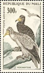 Egyptian Vulture (Neophron percnopterus)