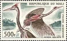 Goliath Heron (Ardea goliath)