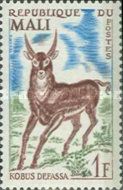 Defassa Waterbuck (Kobus defassa)