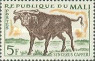 African Buffalo (Syncerus caffer)