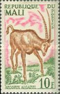 Scimitar Oryx (Oryx dammah)