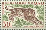 Leopard (Panthera pardus)