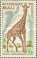 Giraffe (Giraffa camelopardalis)