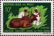 Vaccination of Cow (Bos primigenius taurus)