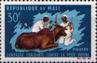 Vaccination of Cow (Bos primigenius taurus)