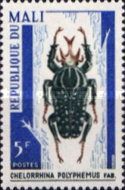 Giant African Fruit Beetle (Chelorrhina polyphemus)
