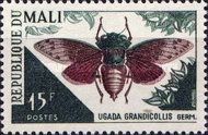 Cicada (Ugada grandicollis)