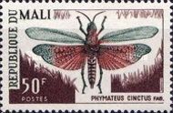 Grashopper (Phymateus cinctus)