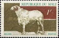 Ram (Ovis ammon aries)