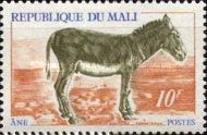 Donkey (Equus asinus asinus)