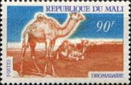 Dromedary (Camelus dromedarius)