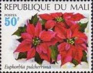 Poinsettia