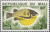 Fahaka Puffer (Tetrodon fahaka)
