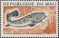 Electric Catfish (Malopterurus electricus)