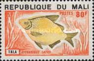 Moonfish (Citharinus latus)